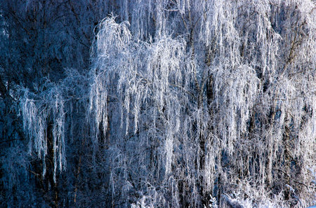 Close-up image of birch branches hanging down under the weight of hoarfrost.の写真素材