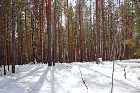The wild forest is sinking into twilight. Thickets of birch trees and pines, dry grass sticking out of snow drifts.の写真素材