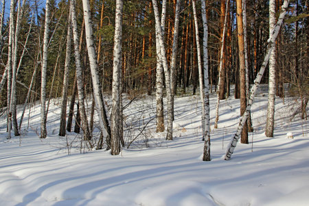 The wild forest is sinking into twilight. Thickets of birch trees and pines, dry grass sticking out of snow drifts.の写真素材