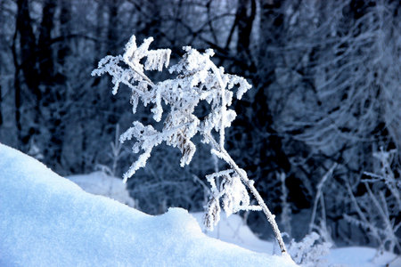 Front view of a lone small Bush in the deep snowdrifts in the twilight.の写真素材