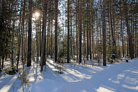 Winter forest. Tree branches have no snows on the trees, so it seems that the forest is very rare. Snow covered road between the trees. Unusual contrast of green trees and white  snow.の写真素材