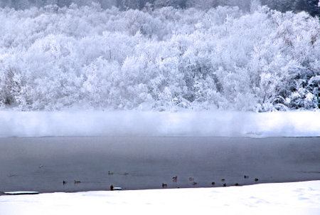 Winter landscape. A narrow strip of water between snow-covered banks. Frost-covered bushes. Ducks swim in the water, barely visible in the thick fog.の写真素材