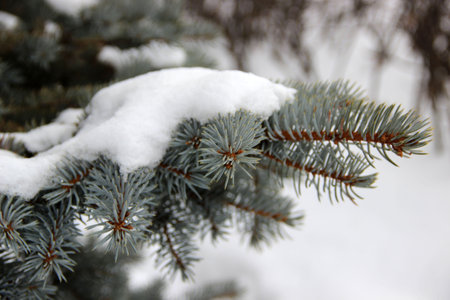 Close-up shows a spruce branch with a snow cap. The unusual turquoise color of the needles is great.の写真素材
