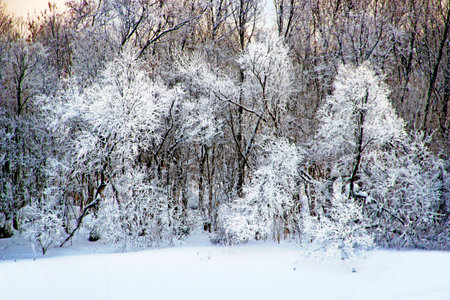 Black branches of the shrubs touched by frost colored with silver stand in the snow drifts against the trees.の写真素材