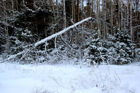 Broken tree in a thicket of the winter forest. Front view and dry snow covered grass on the foreground.の写真素材