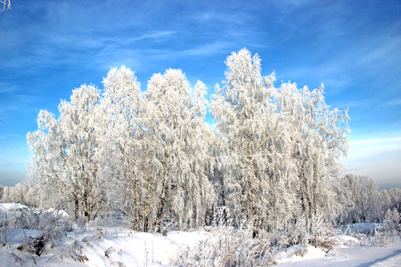 Clear winter day. Clear frosty blue sky. The snow sparkles on tree branches so brightly that it hurts the eyes.の写真素材