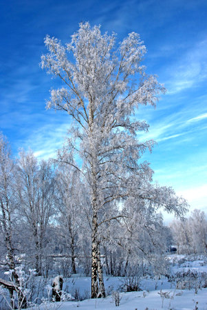A clear winter day. Clear frosty blue sky. Two small birch trees in the grove.の写真素材