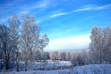 A clear winter day. Clear frosty blue sky. A few birches and snow sparkles on the branches of trees.の写真素材