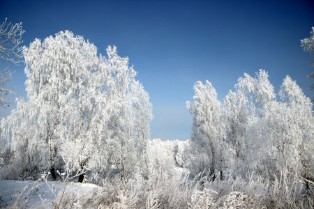The frost on the birch catkins sparkles brightly, and the dark purple sky is in contrast.の写真素材