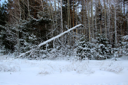 Broken tree in a thicket of the winter forest. Front view and dry snow covered grass on the foreground.の写真素材