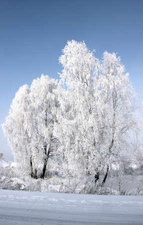 Winter landscape of a group of the birch trees near the road. Shining hoarfrost on the branch catkins and deep purple sky.の写真素材