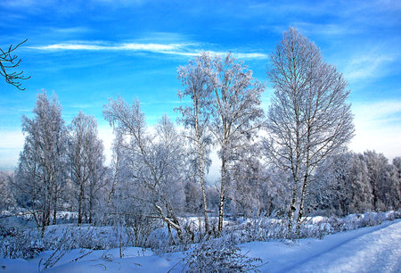Winter landscape on a clear frosty day: birch grove under a blue sky.の写真素材