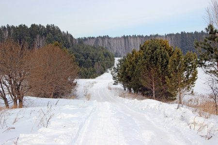 Winter forest. In the center of the photo â the winding road, covered with snow. On the sides of the road are shrubs. The branches have no snow.の写真素材
