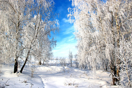 A clear winter day. Clear frosty blue sky. Snow sparkles on the birch branches and a chain of footprints in the snow.の写真素材