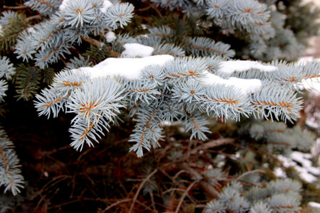 Close-up shows a spruce branch with a snow cap. The unusual turquoise color of the needles is great.の写真素材