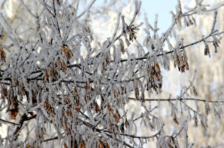 Branches of ash maple tree with yellow leaves close-up. Winter landscape.の写真素材