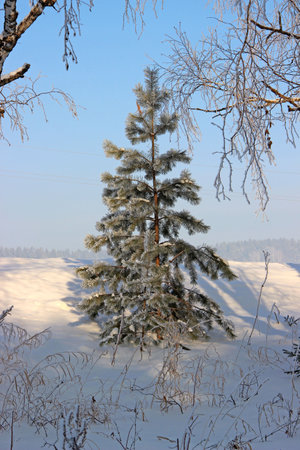 Beautiful view on a fir tree on the snow slope and dry grass in front view.の写真素材