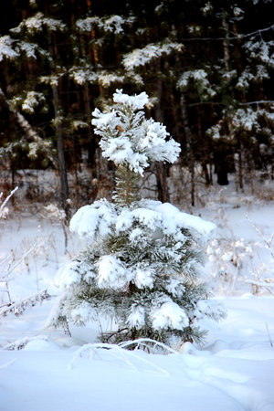 Little spruce covered with snow and forest in the background, remind winter wonderland.の写真素材