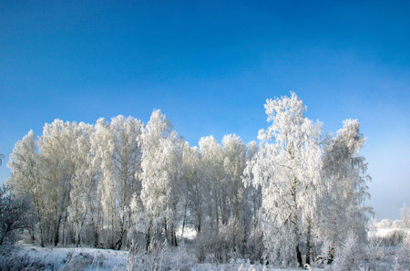 The frost on the birch catkins sparkles brightly, and the dark purple sky is in contrast.の写真素材