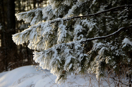 Amazing view of pine branches covered with snow and thickets of coniferous forest in the background.の写真素材