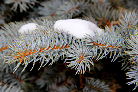 Close-up shows a spruce branch with a snow cap. The unusual turquoise color of the needles is great.の写真素材
