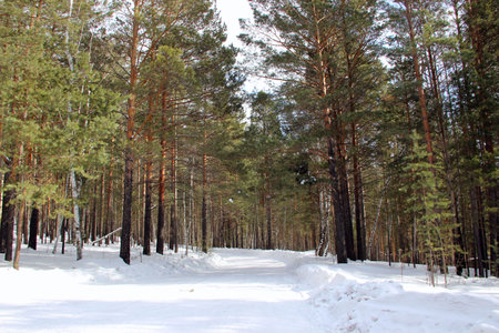 Winter forest. In the center of the photo â the winding road, covered with snow. On the sides of the road are conifer trees. The branches have no snow.の写真素材