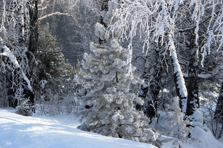 Little spruce covered with silver hoarfrost on the snow slope. The birches and coniferous trees in the background. Winter landscape.の写真素材