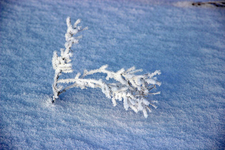 Top view of a lone small Bush breaking through the deep snow.の写真素材