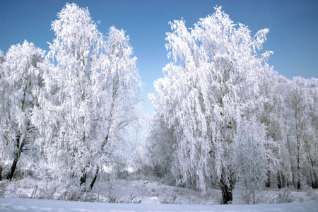The frost on the birch catkins sparkles brightly, and the dark purple sky is in contrast.の写真素材
