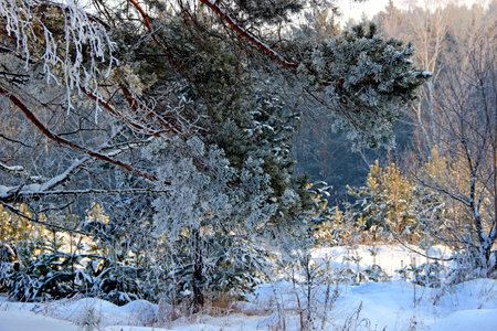 A branch of the large pine tree hangs over the young shoots in the winter forest.の写真素材