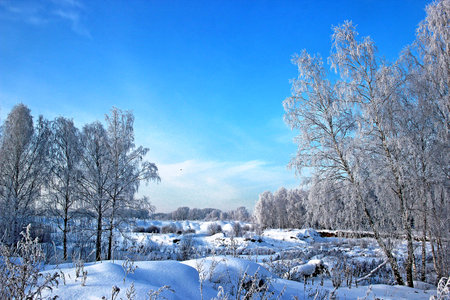 A clear winter day. Clear frosty blue sky. A few birches and snow sparkles on the branches of trees.の写真素材