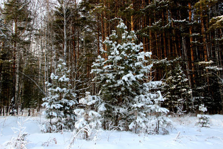 Little fir trees covered with snow and forest in the background, remind winter wonderland.の写真素材