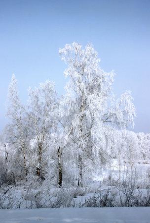 The frost on the birch catkins sparkles brightly, and the dark purple sky is in contrast.の写真素材