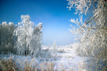 Incredible landscape of a birch grove in winter. The color of the sky is from white to deep purple. Real winter tale.の写真素材