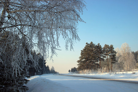 The winter road running by the forest edge to the nowhere under the blue sky.の写真素材