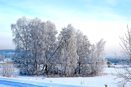Group of birch trees near the road in winter frosty day.の写真素材