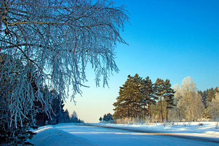 The winter road running by the forest edge to the nowhere under the blue sky.の写真素材