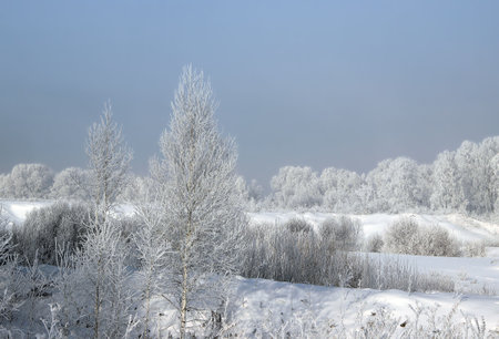 Bushes and trees dressed in white frost are located on the slope of the terraces. Winter landscape.の写真素材