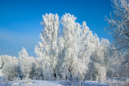 Birch grove under the purple sky. Wonderful winter landscape.の写真素材