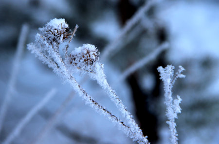 Hooked burrs of the burdock plant covered with snowflakes.の写真素材