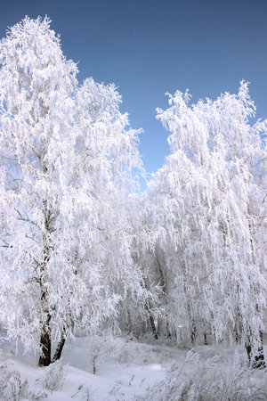 The frost on the birch catkins sparkles brightly, and the dark purple sky is in contrast.の写真素材