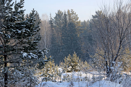 Few little fir trees in the darkness of the coniferous forest.の写真素材