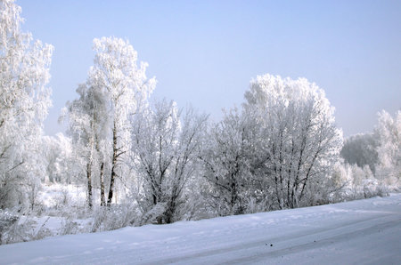 Birch grove near the road in winter. Amazing landscape.の写真素材