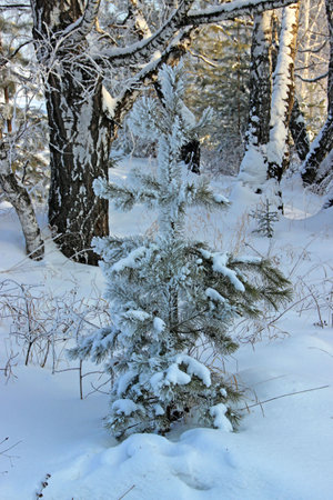 A little fir tree with fluffy snow around and birch trunk in the background.の写真素材