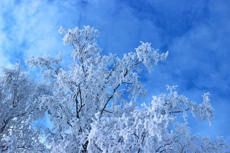 A whimsical pattern created by snow-covered tree branches against a purple sky background.の写真素材