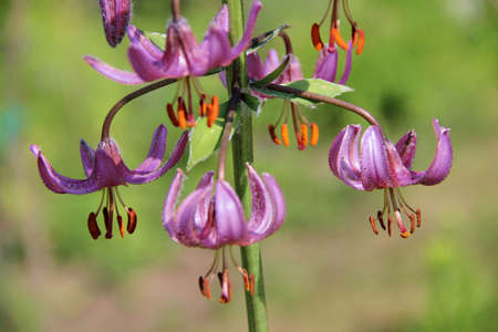 Amazing purple flowers hang like a garland or chandelier on green stalkの写真素材