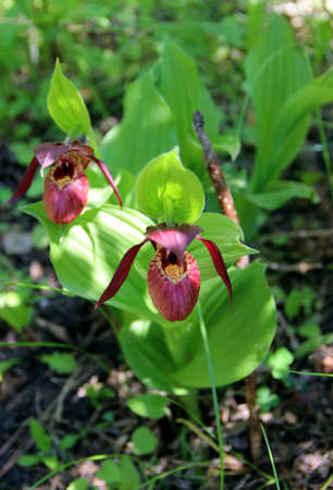 View above on two awesome lady's slipper flowers and green leaves in the backgroundの写真素材