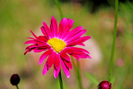 Bright beautiful flower with red petals and yellow core shining under the sun and its shadowの写真素材