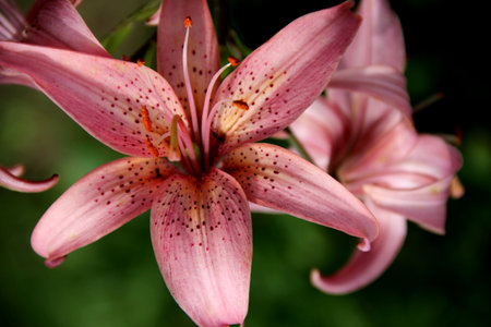 View above on beautiful flower with pink petals with black dots and pink stamensの写真素材