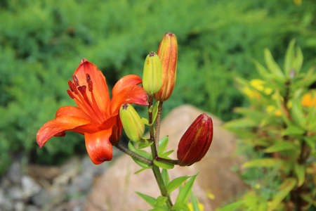 Awesome fire-orange flower with opened petals and four closed buds multicoloredの写真素材
